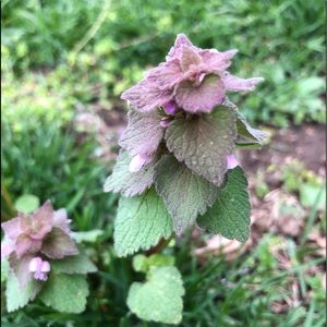 Meet your Posher, Sophi